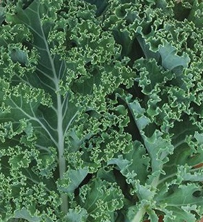 Kale Salad with Fruit and Vegetables